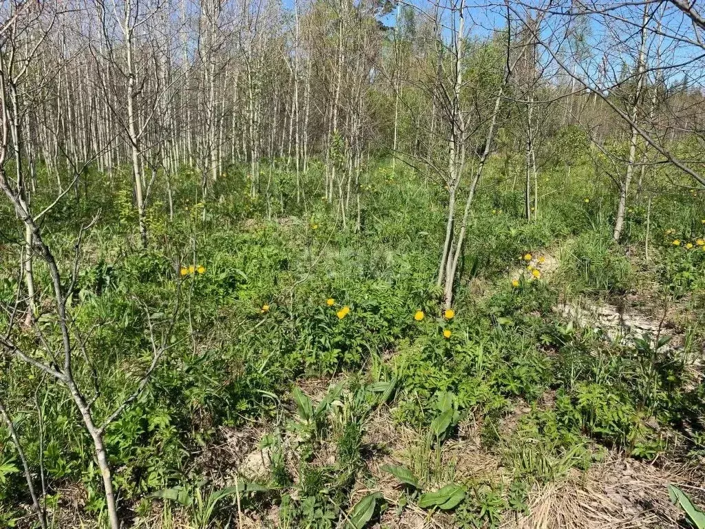 Участок в Свердловская область, Ревда муниципальный округ, с. Кунгурка ... - Фото 1