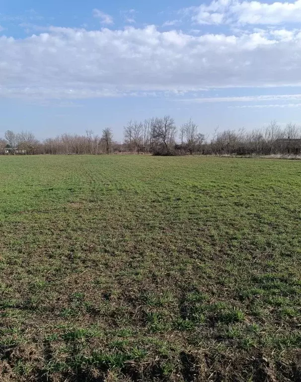 Участок в Краснодарский край, Тимашевский район, Роговское с/пос, ... - Фото 1