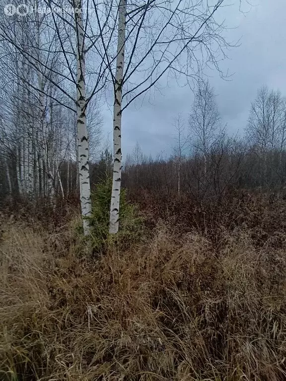 Участок в муниципальное образование Киров, СДТ Надежда (12 м) - Фото 0