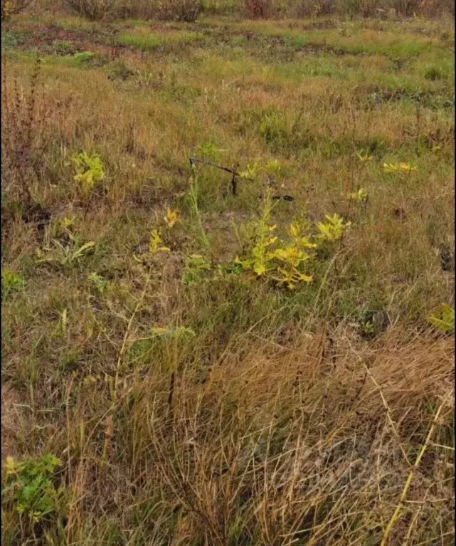 Участок в Самарская область, Безенчукский район, Купино с/пос, с. ... - Фото 1