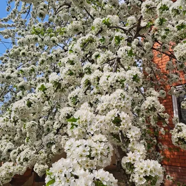 Продается дом в д. Крюково - Фото 2