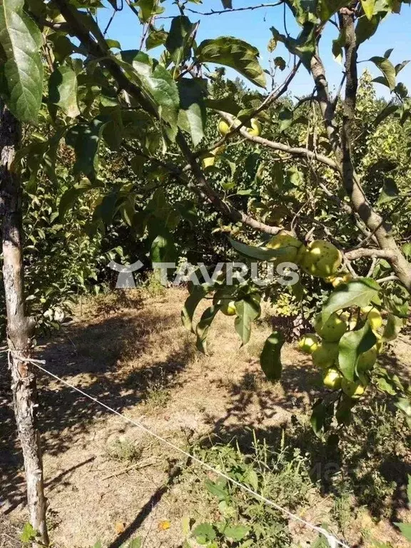 Участок в Крым, Симферопольский район, Перовское с/пос, с. Кизиловое  ... - Фото 2