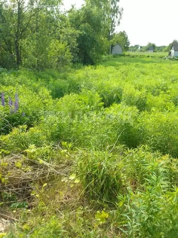 Участок в Брянск, Розовая улица (6.2 м) - Фото 1