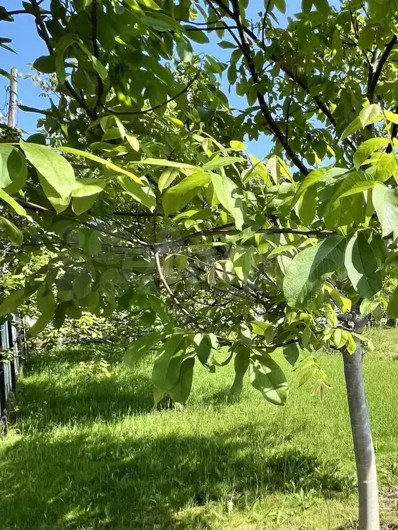 Участок 4 сот. (СНТ, ДНП) - Фото 1