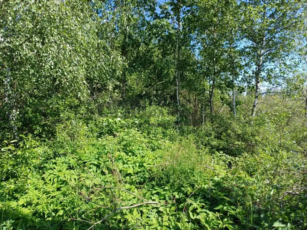 Участок в Новгородская область, Новгородский район, Ермолинское с/пос, ... - Фото 1