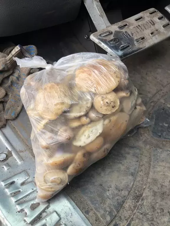 Помещение свободного назначения в Воронежская область, Хохольский ... - Фото 0