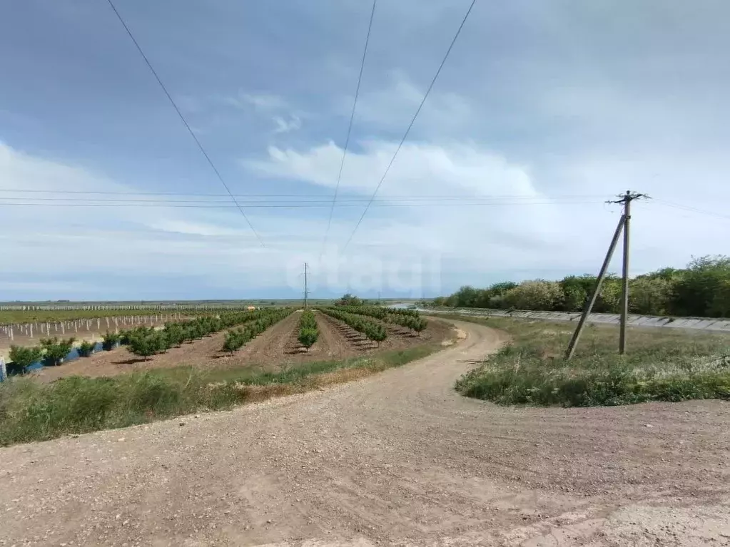 Участок в Крым, Кировский район, Синицынское с/пос, с. Васильковое ул. ... - Фото 1