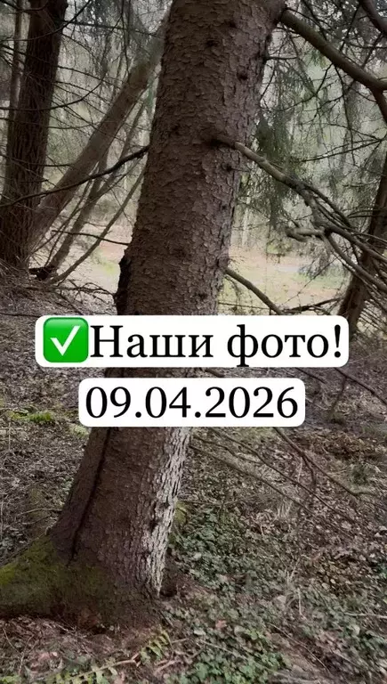 Участок в Московская область, Можайский муниципальный округ, Форест ... - Фото 1