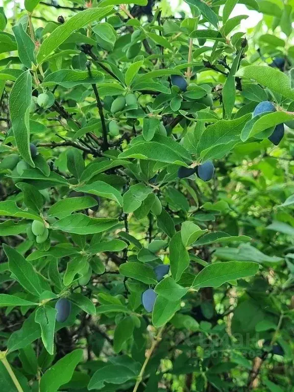 Участок в Кемеровская область, Новокузнецкий муниципальный округ, ... - Фото 1