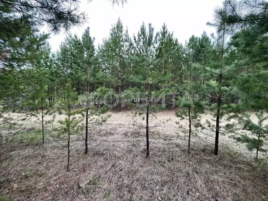 Участок в Тюменская область, Тюменский муниципальный округ, с. Успенка ... - Фото 2