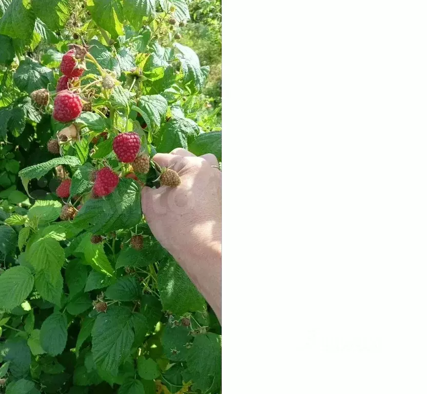 Участок в Московская область, Серпухов городской округ, д. Федотовка  ... - Фото 1