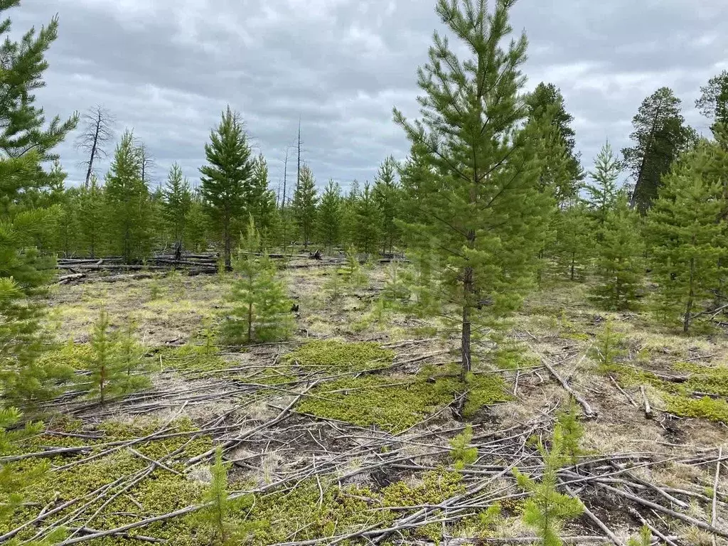 Участок в Саха (Якутия), Якутск  (99.91 сот.) - Фото 0