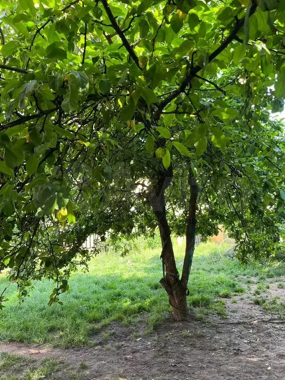 Участок 6,5 сот. (СНТ, ДНП) - Фото 1