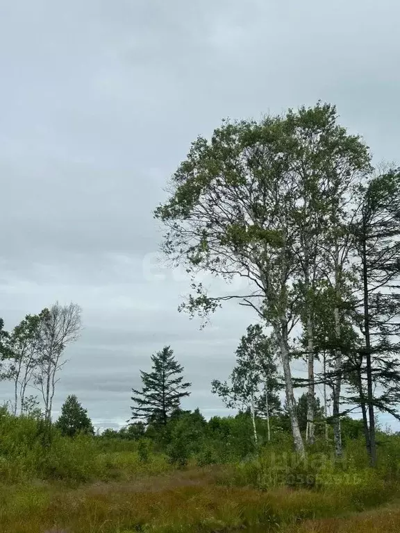 Участок в Сахалинская область, Анивский городской округ, с. Мицулевка  ... - Фото 1