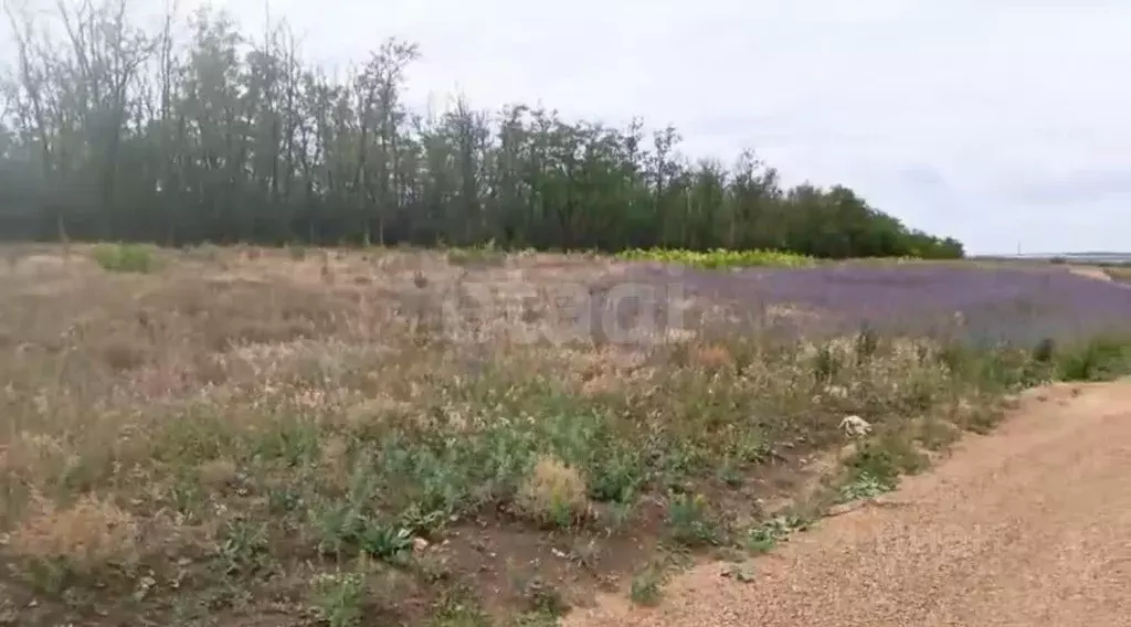 Участок в Ростовская область, Неклиновский район, Самбекское с/пос, ... - Фото 2
