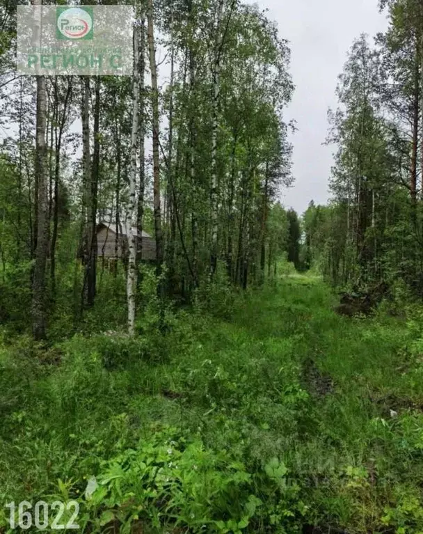 Участок в Архангельская область, Архангельск Исакогорка коллектив ... - Фото 2