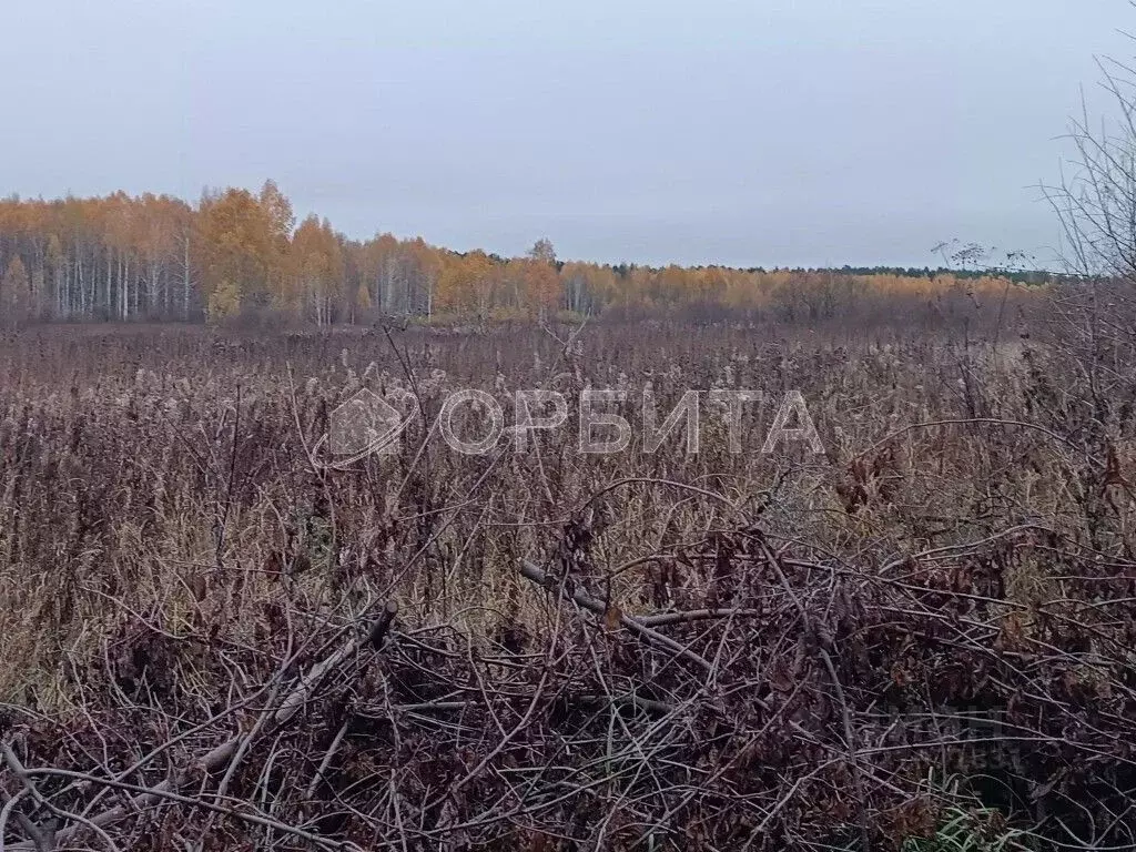 Участок в Тюменская область, Нижнетавдинский муниципальный округ, ... - Фото 2