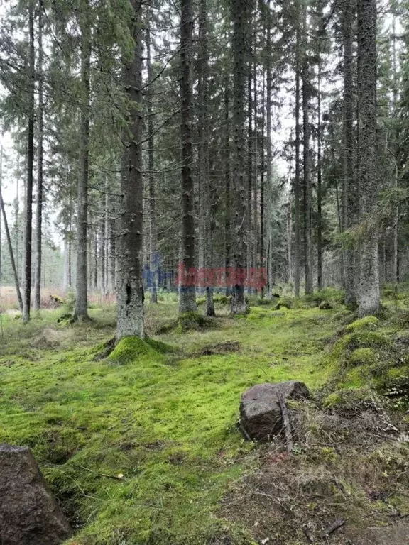 Дом в Карелия, Лахденпохский район, Мийнальское с/пос, пос. Ханканмяки ... - Фото 1