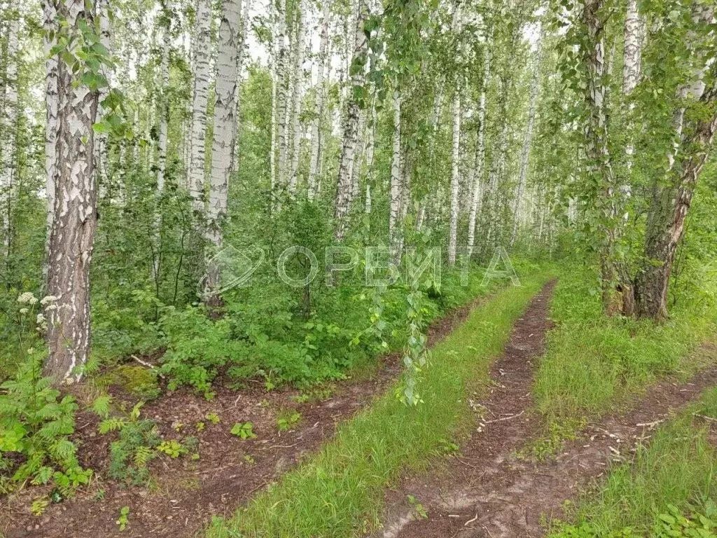 Участок в Тюменская область, Тюменский район, Искатель садовое ... - Фото 1