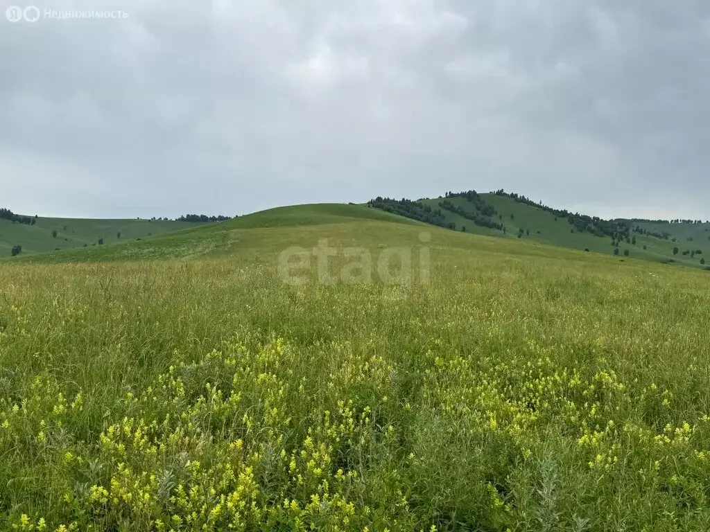 Участок в Алтайский район, ДНТ Жемчужина Алтая (10.5 м) - Фото 2