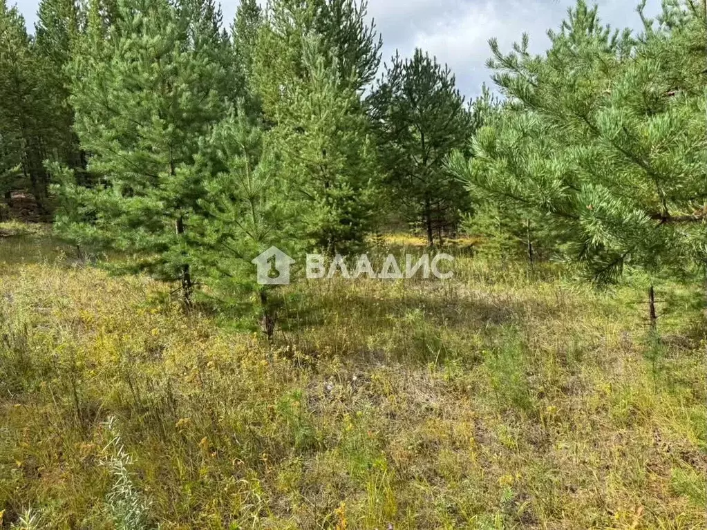 Участок в Бурятия, Тарбагатайский район, Заводское с/пос, пос. ... - Фото 1