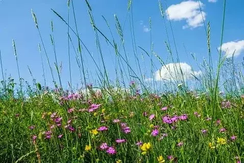 Участок в Нижегородская область, Нижний Новгород Первоцвет СНТ, ул. ... - Фото 1