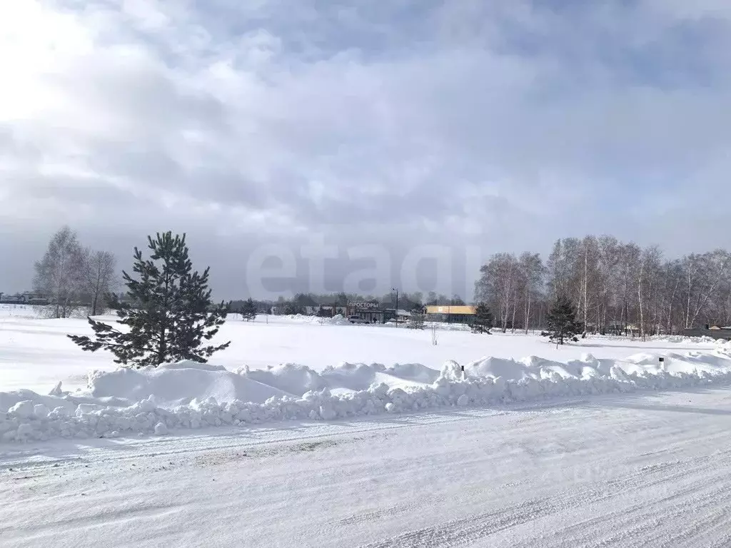 Участок в Новосибирская область, Новосибирский район, Сибирские ... - Фото 1