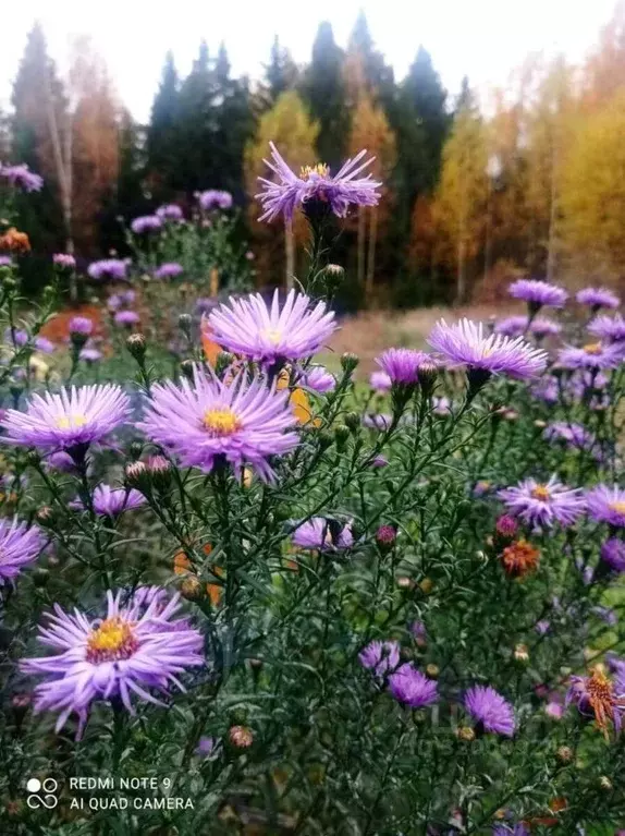 Участок в Ярославская область, Некрасовский муниципальный округ, ... - Фото 1