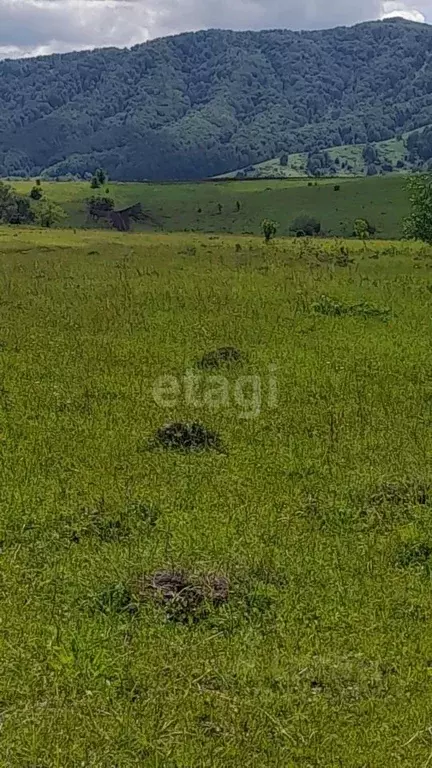 Участок в Алтайский край, Алтайский район, с. Старобелокуриха  (1370.0 ... - Фото 1
