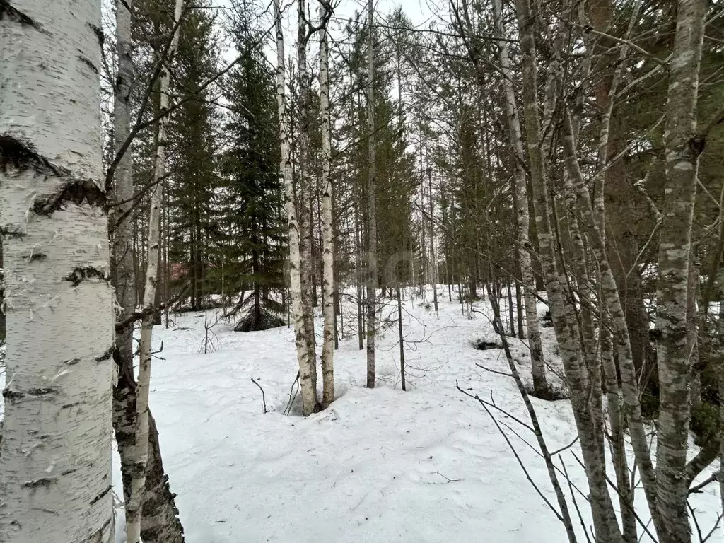 Участок в Архангельская область, Приморский муниципальный округ, ... - Фото 1