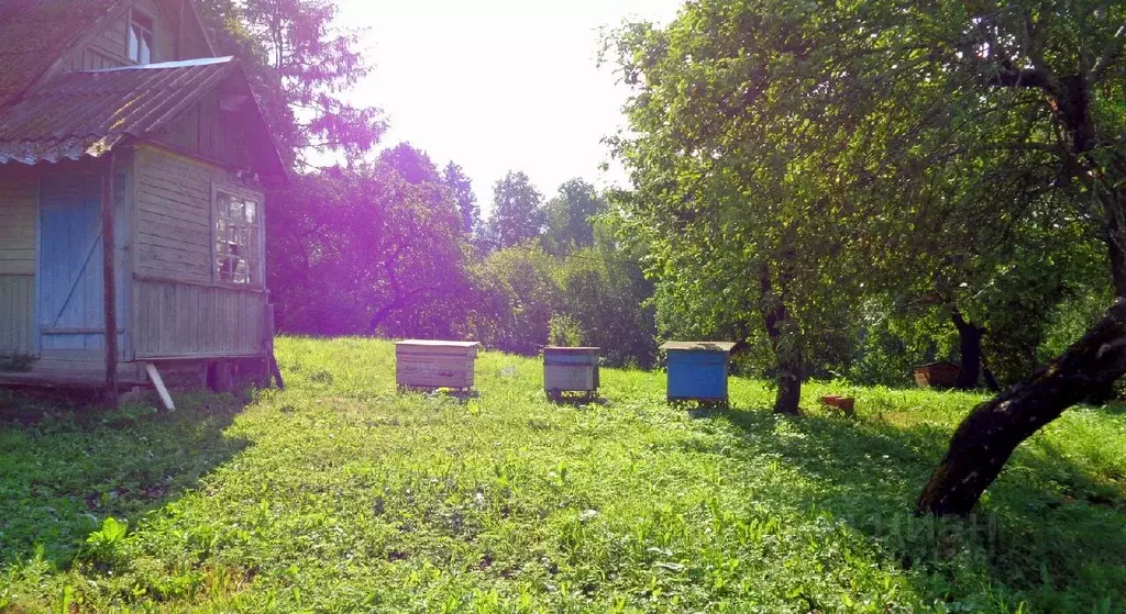 Дом в Псковская область, Куньинский район, д. Бегуново  (40 м) - Фото 1