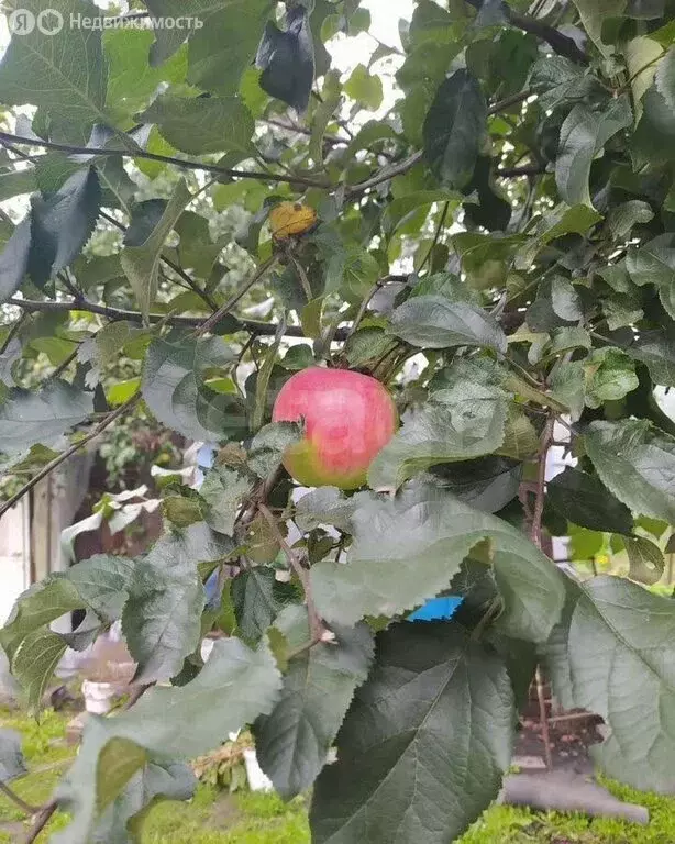 Участок в Миасс, СНТ Урал-4 (4.77 м) - Фото 1