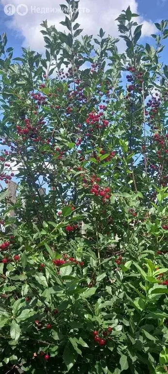 Участок в Красноярск, Делегатская улица (7 м) - Фото 1