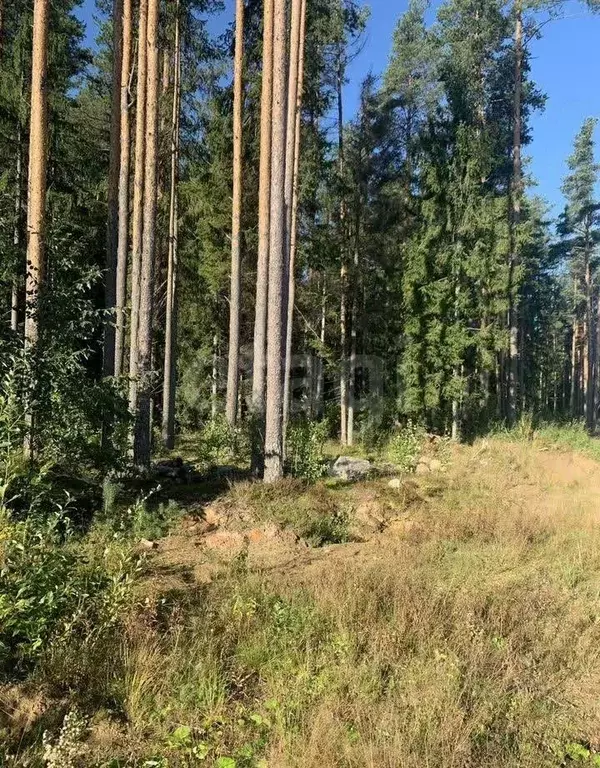 Участок в Ленинградская область, Всеволожский район, Юкковское с/пос, ... - Фото 1