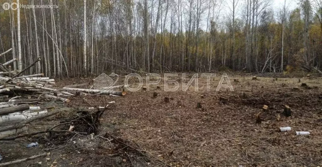 Участок в Нижнетавдинский район, садовое товарищество Душевное (10 м) - Фото 1