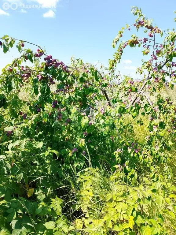 Участок в Оренбургский район, Степановский сельсовет, СНТ Каргалинка, ... - Фото 2