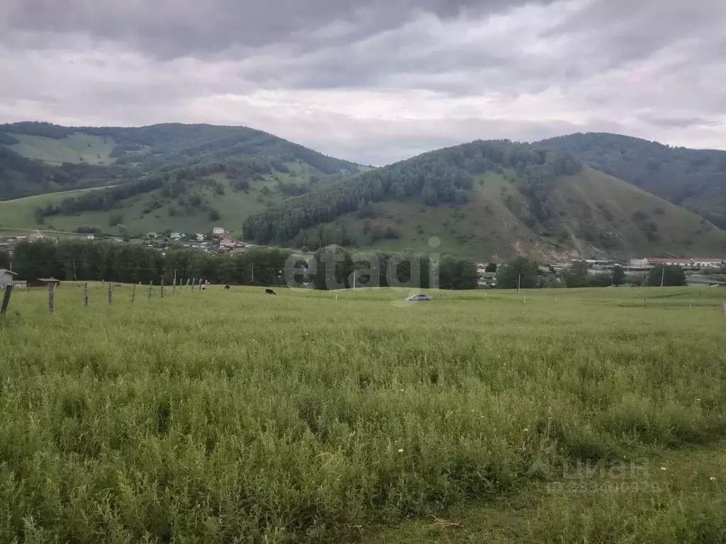 Участок в Алтай, Майминский район, с. Бирюля ул. Светлая (13.0 сот.) - Фото 1