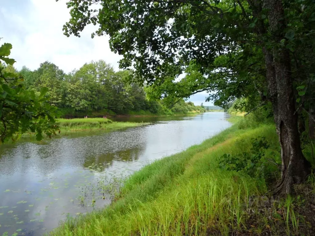 Участок в Псковская область, Гдов городское поселение, д. Островня  ... - Фото 1