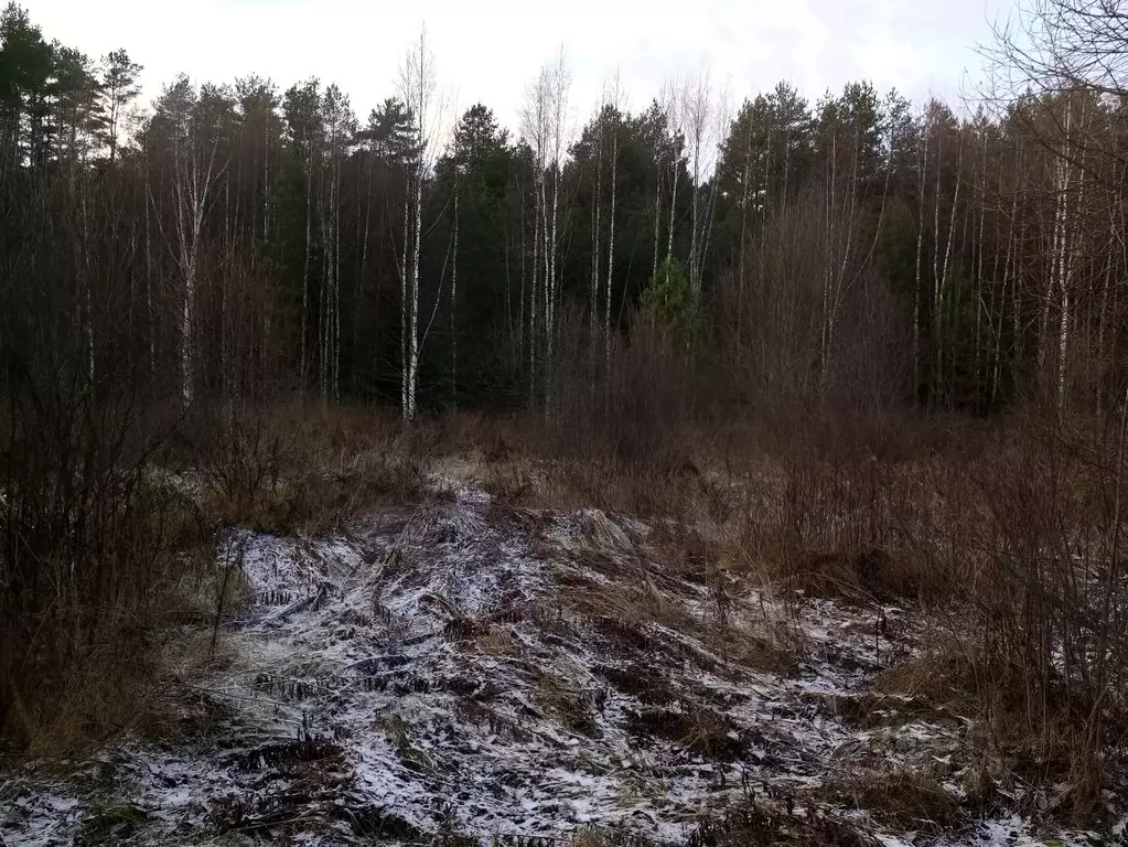 Участок в Новгородская область, Маловишерский район, Бургинское с/пос, ... - Фото 2