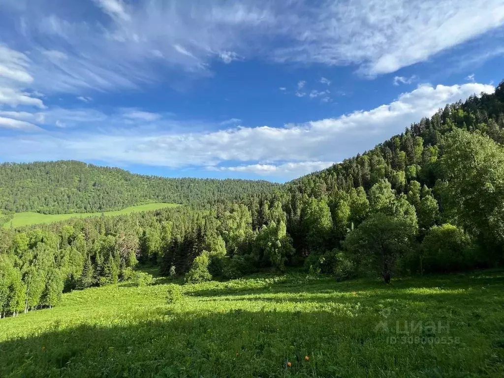 Участок в Алтай, Чемальский район, с. Аскат ул. Сарона (10.0 сот.) - Фото 1