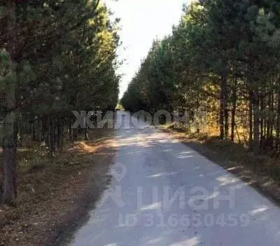 Участок в Новосибирская область, Новосибирский район, Кубовинский ... - Фото 0