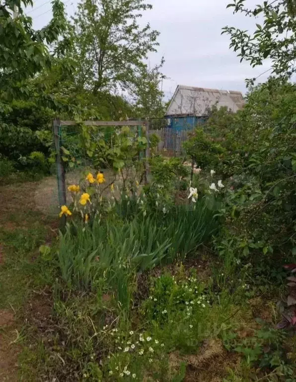 Участок в Астраханская область, Володарский район, Трикотажник-2 ... - Фото 1