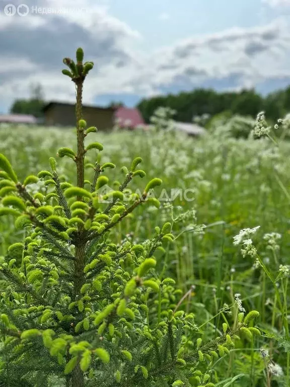 Участок в Волосовский район, Большеврудское сельское поселение, ... - Фото 2
