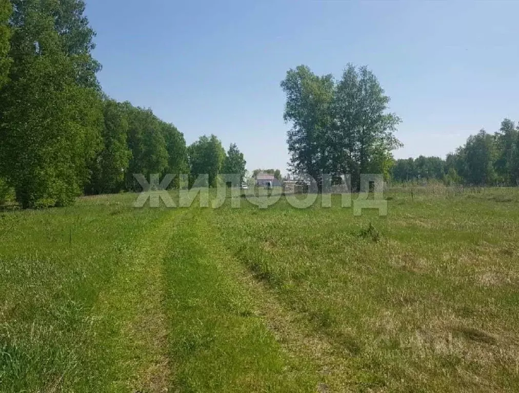 Участок в Новосибирская область, Новосибирский район, Толмачевский ... - Фото 2