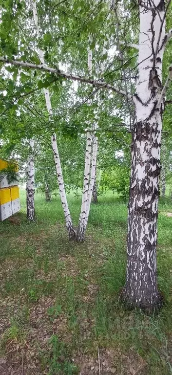 Участок в Алтайский край, Барнаул городской округ, пос. Бельмесево ул. ... - Фото 0