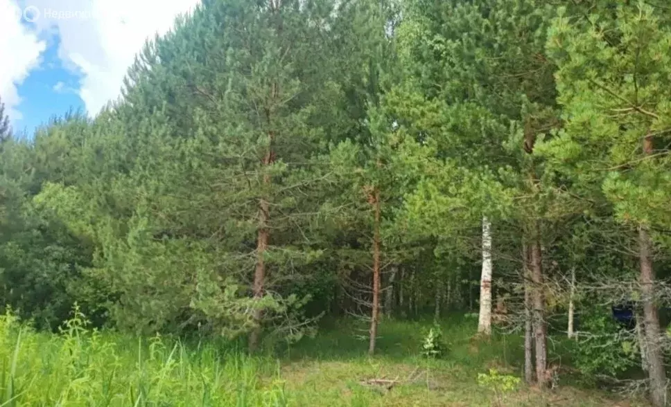 Участок в Тверская область, Осташковский муниципальный округ, деревня ... - Фото 1