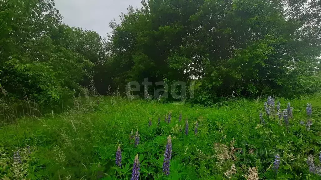 Участок в Калининградская область, Гурьевск Клубничка СНТ,  (6.38 ... - Фото 0