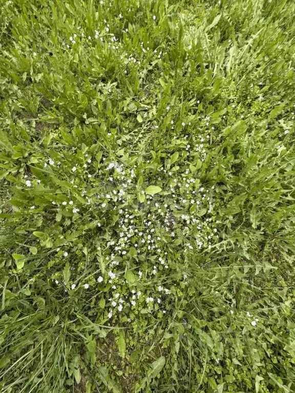 Участок в Калужская область, Перемышльский район, Большие Козлы с/пос, ... - Фото 2