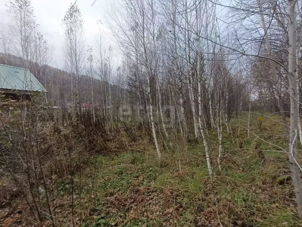 Участок в Алтай, Майминский район, Соузгинское с/пос, пос. Турбаза ... - Фото 1