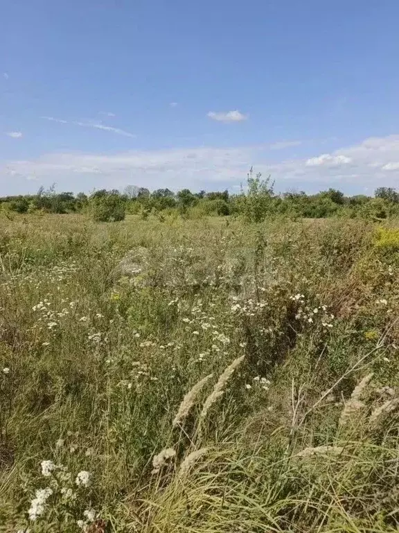 Участок в Воронежская область, Новоусманский район, с. Бабяково  ... - Фото 1